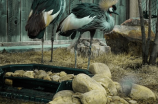 宁波雅戈尔动物园：与野生动物零距离接触的绝佳去处！