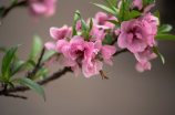 桃花的描写优美句子，让你感受大自然的魅力