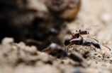 食人蚁(揭秘南美洲食人蚁)
