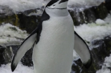 如何打造独特的企鹅头像？
