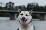 西伯利亚雪橇犬(【中文】西伯利亚雪橇犬：北方原始猎犬的美丽传说)