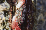 蒸螃蟹需要多长时间(蒸螃蟹需要多长时间才能熟？)
