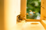 蜜蜂瓷砖(蜜蜂瓷砖，颜值升级的选择)