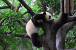 熊猫的天敌是什么(惊！原来熊猫的天敌不是大熊猫！)