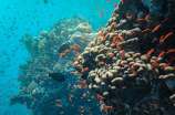珊瑚礁(发现了海底世界的底色——珊瑚礁)