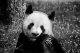 可爱的熊猫拼音是什么？